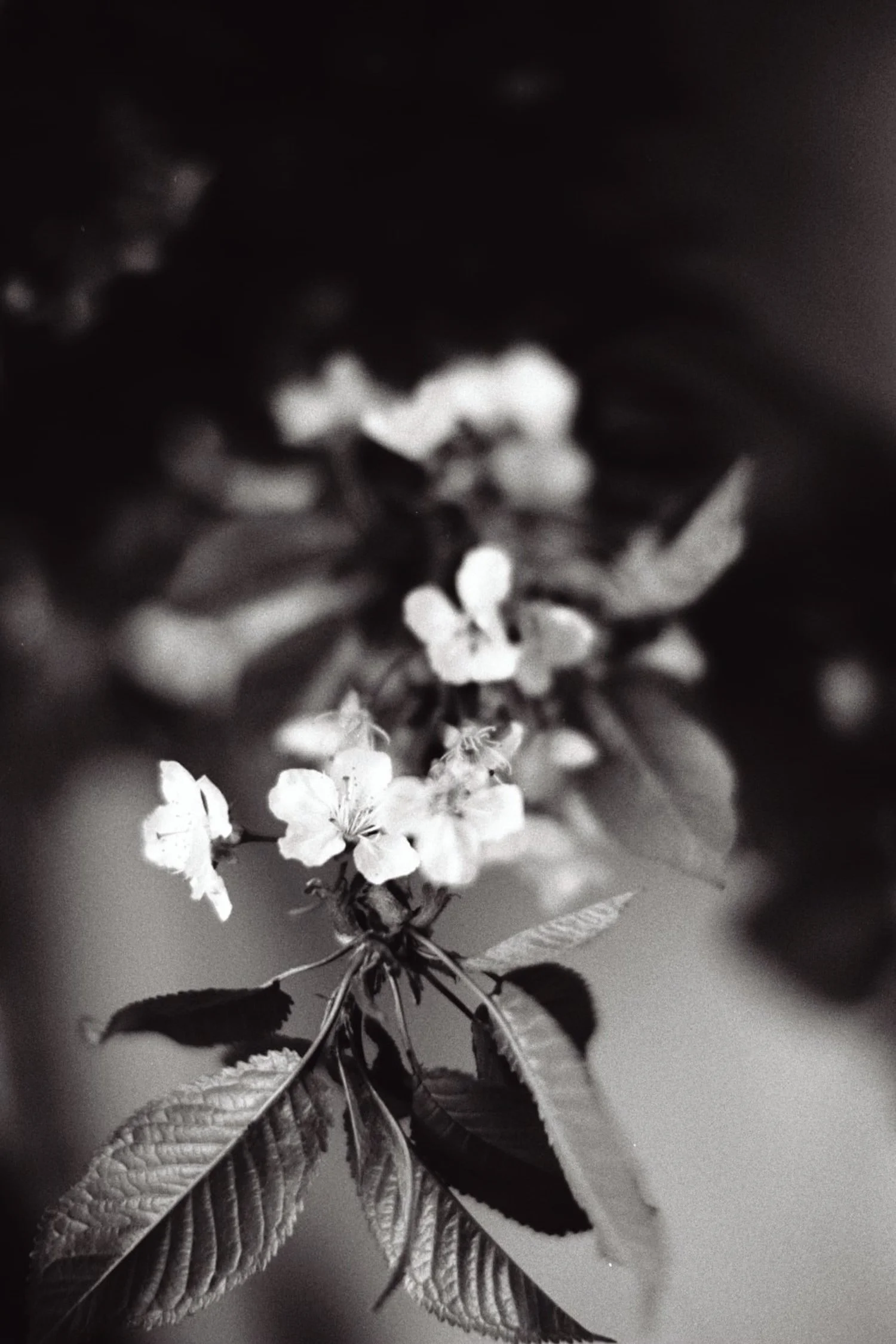 DanijelaGorley-DanijelaWeddings-wedding-film-067.JPG
