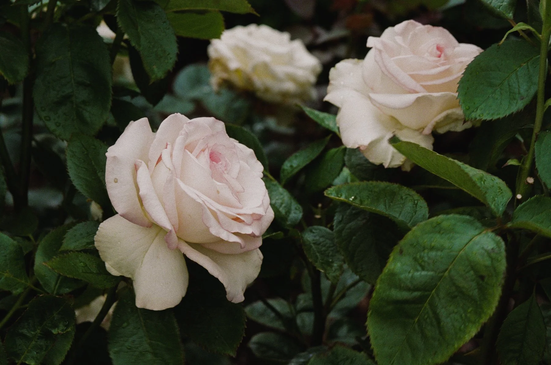 DanijelaGorley-DanijelaWeddings-wedding-film-092.JPG