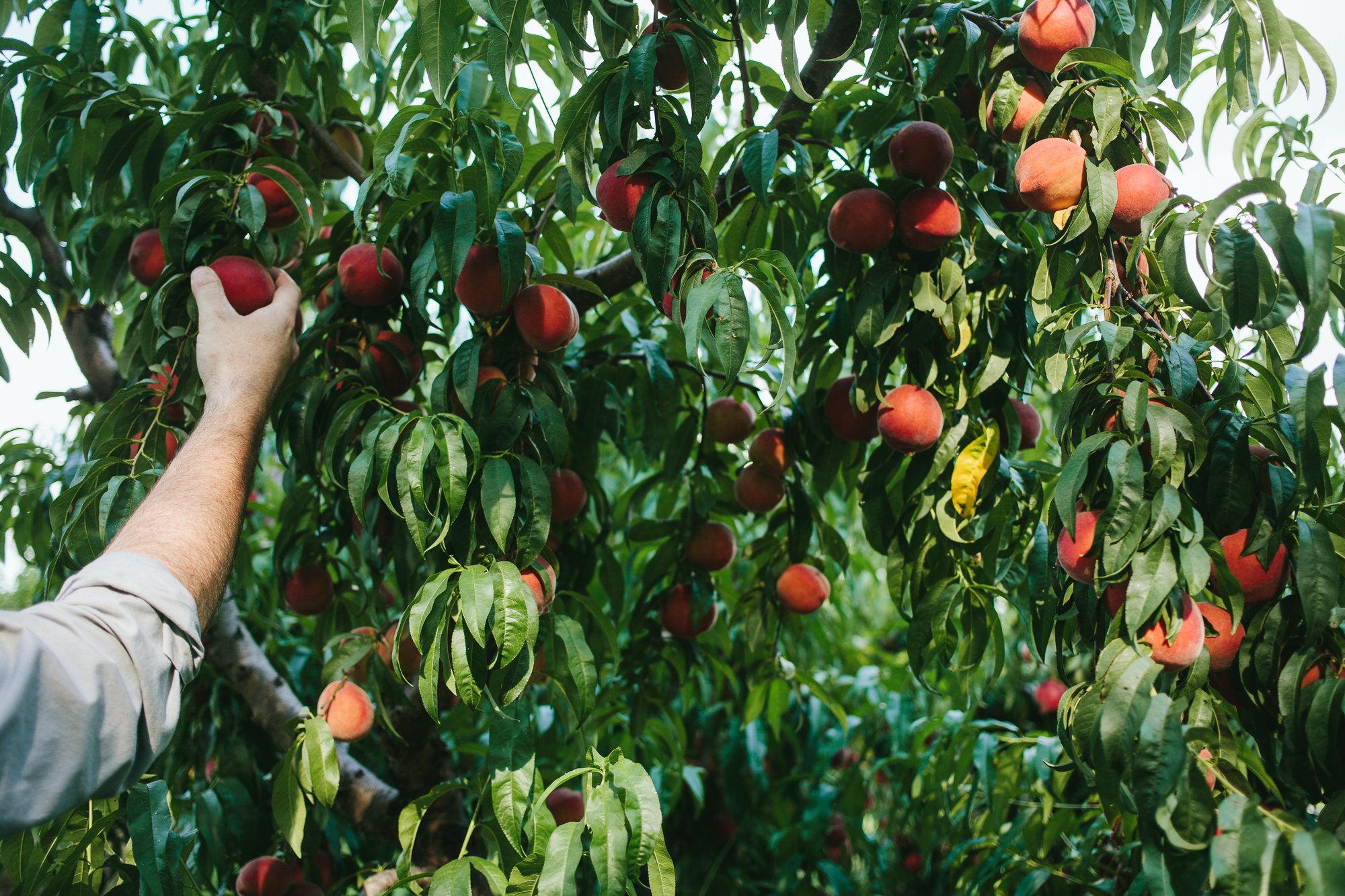 Урожайность персика. Персиковые плантации в Джорджии. Плантация персиков в Армении. Персиковое дерево. Персиковый сад.