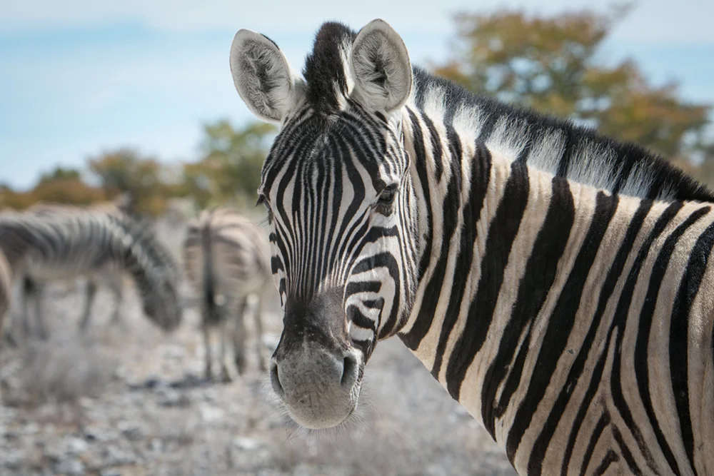 D Zebra Namibia Penny Riddoch.jpg