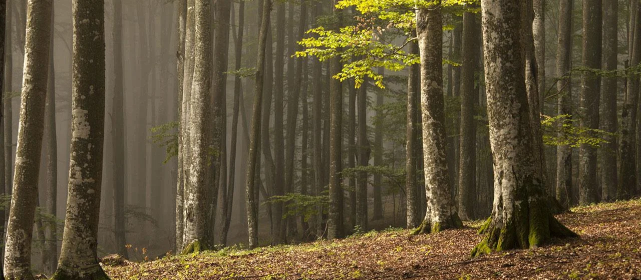 Black-Forest-3_0.jpg