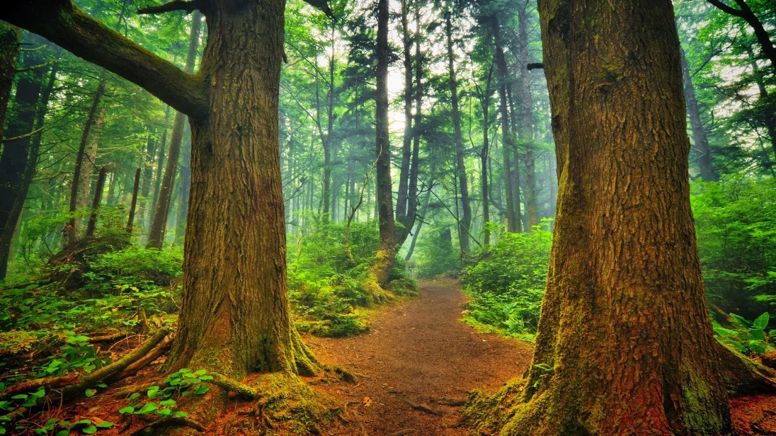 hd wallpapers 1080p forest__002.jpg