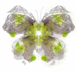 Butterfly_artwork.jpg