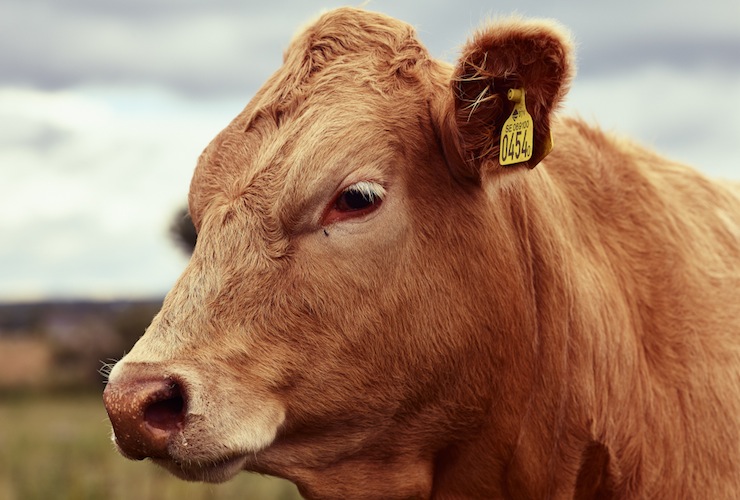 COWS - Påskutställning under konstrundan på Österlen