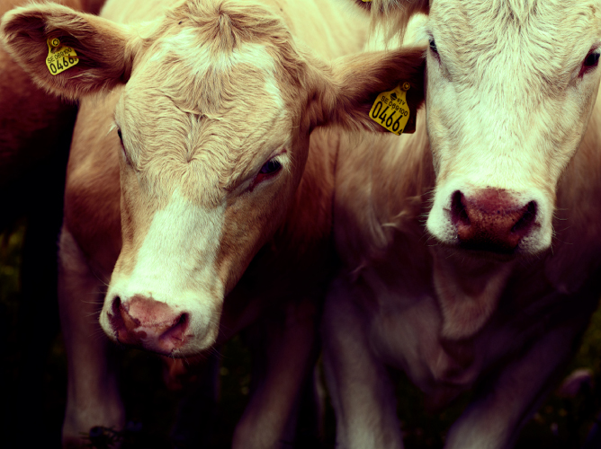 Porträtt på kor i hage