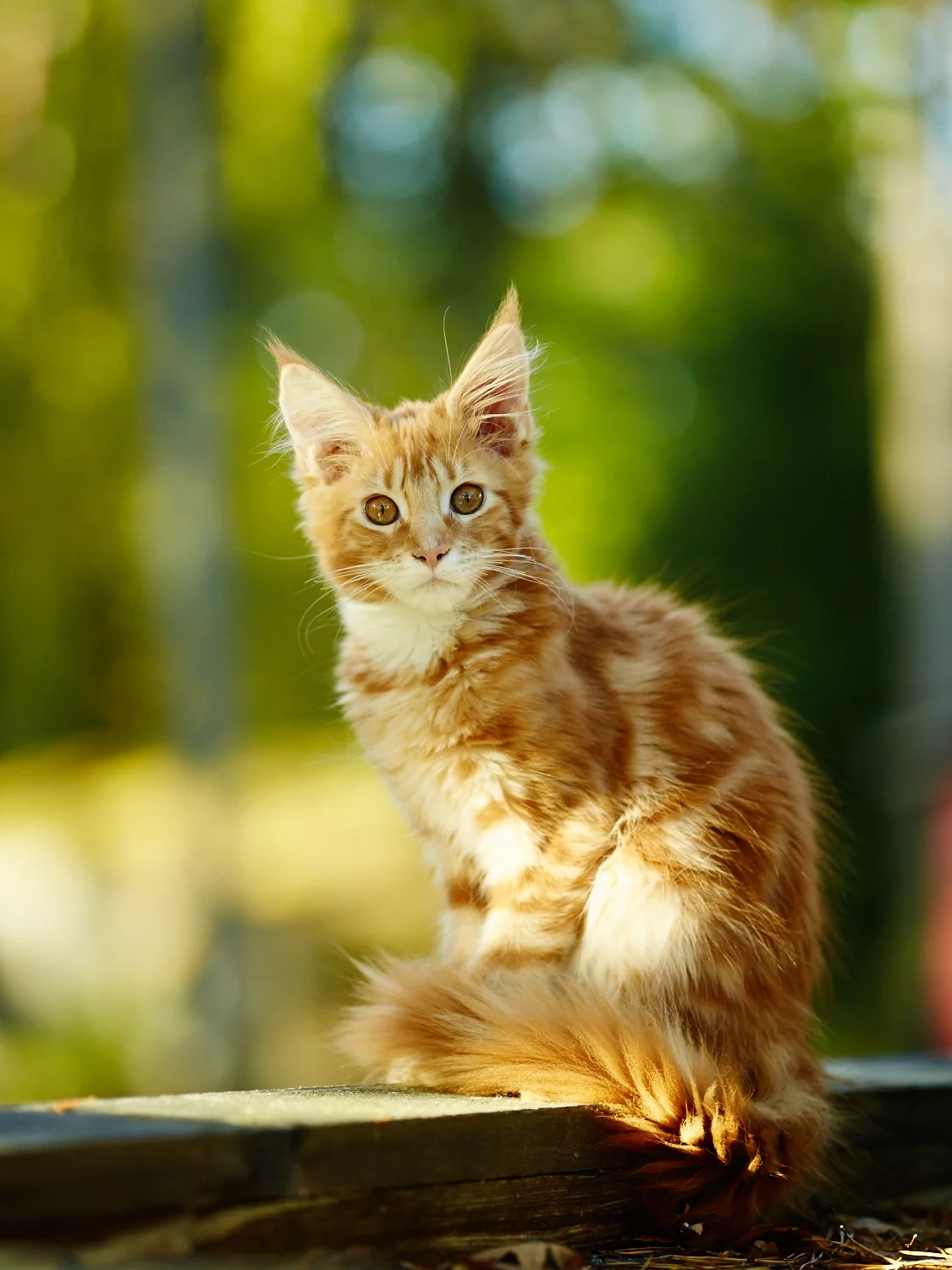 Bilder från arkivet