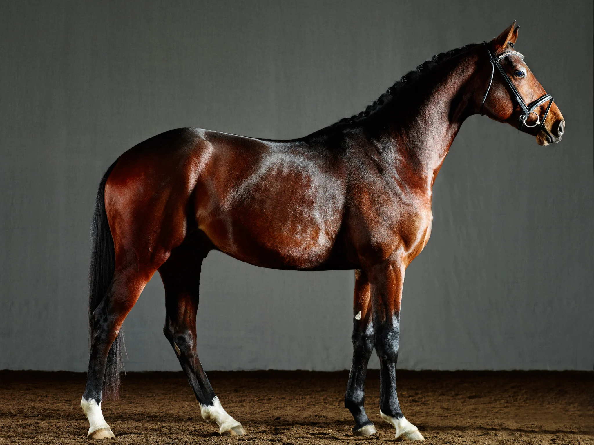 Porträtt på en avelshingst