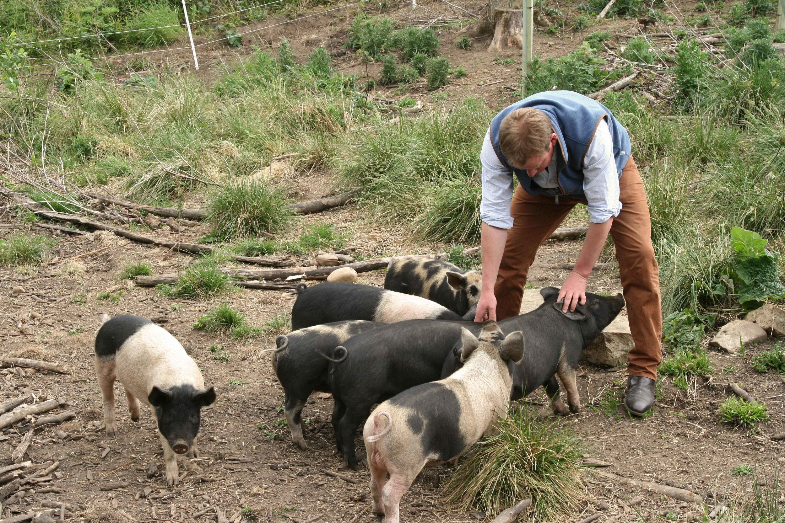 Charles and his pigs. Note the ground – almost completely cleared.