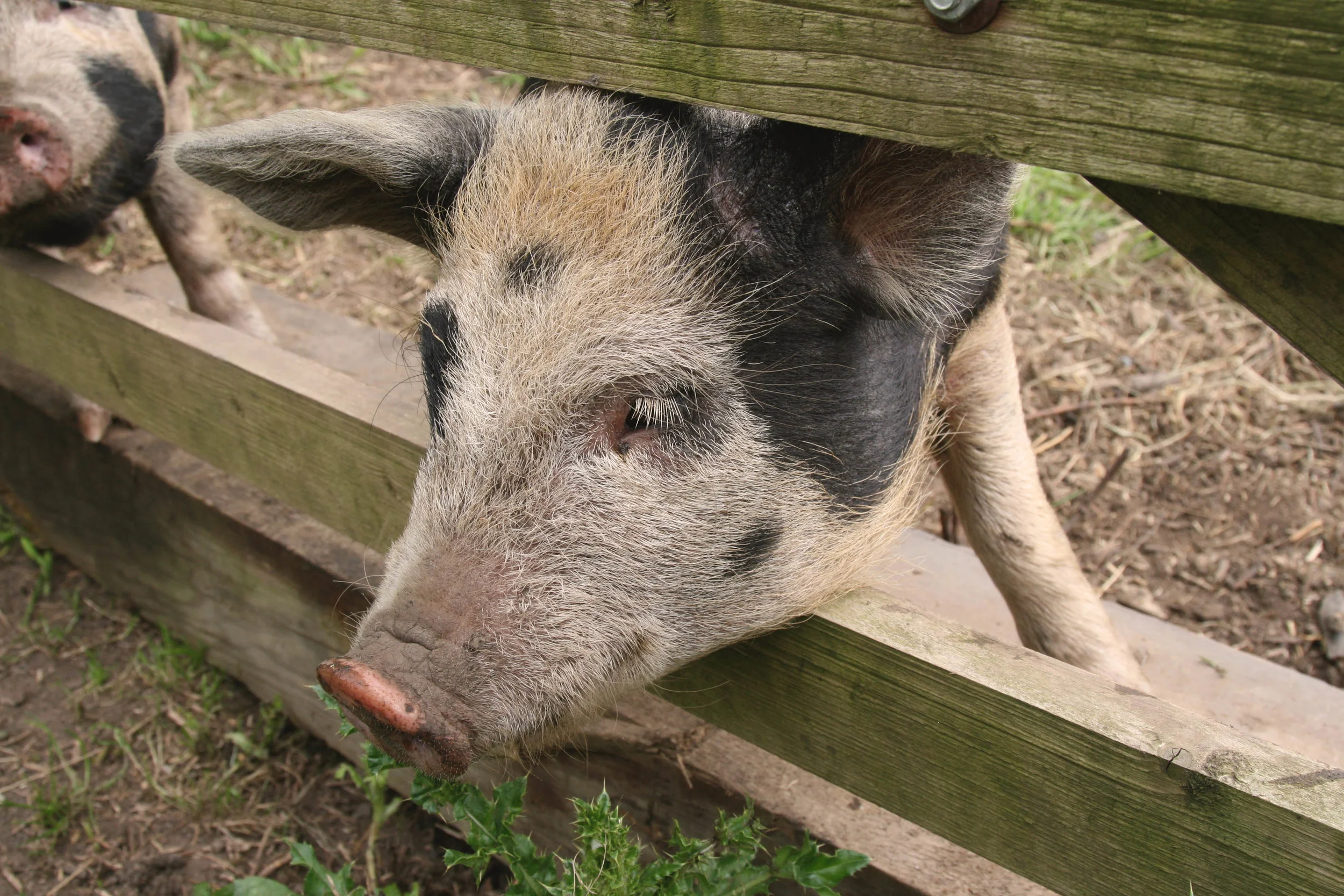 This one scratched itself for probably five straight minutes against the fence.