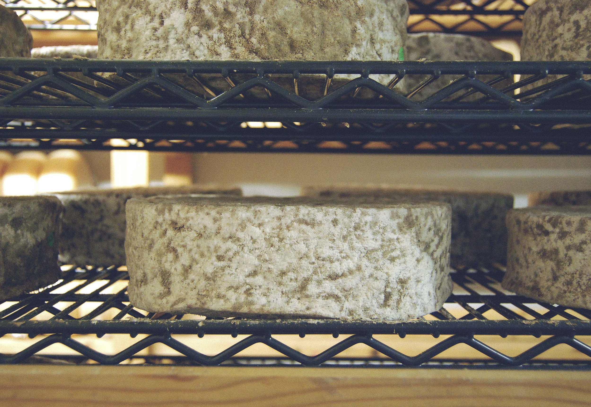Stoney Cross maturing