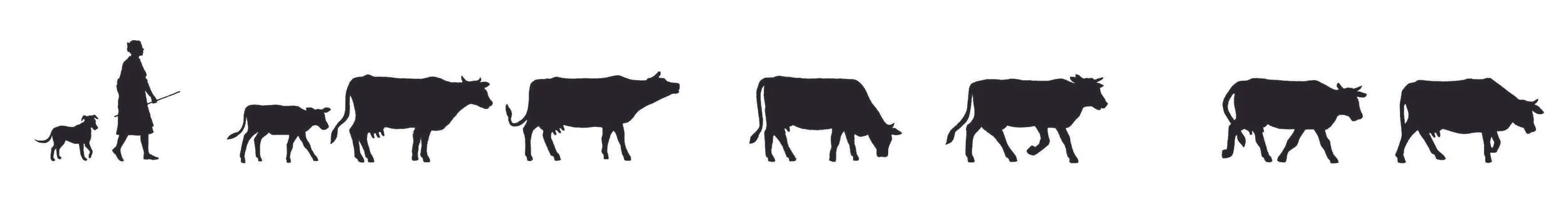 Cows_Line HI.jpg