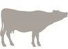 cow.jpg