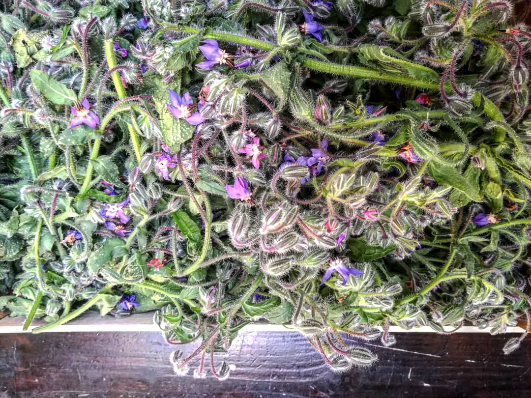 borage.jpg