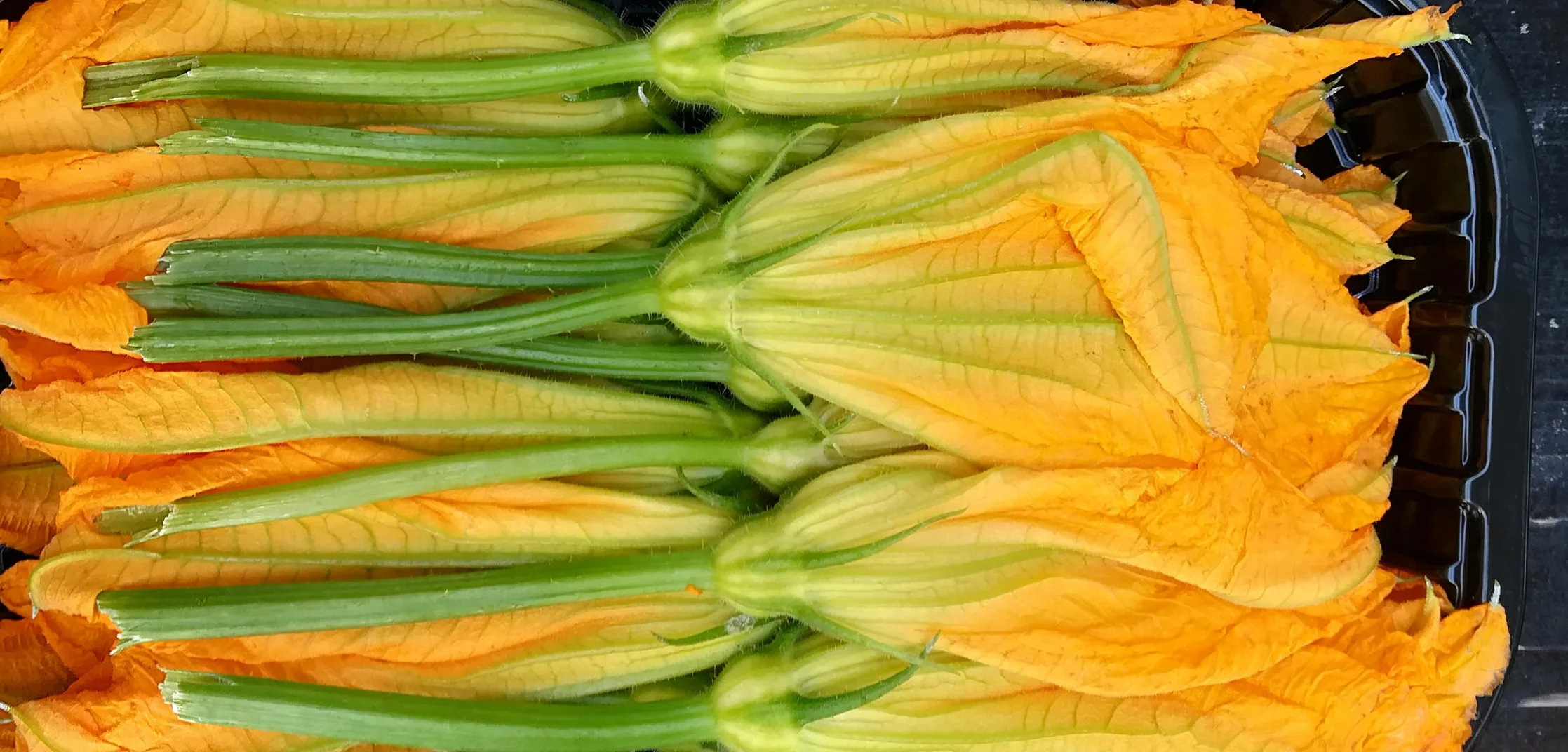 courgette flower web.jpg