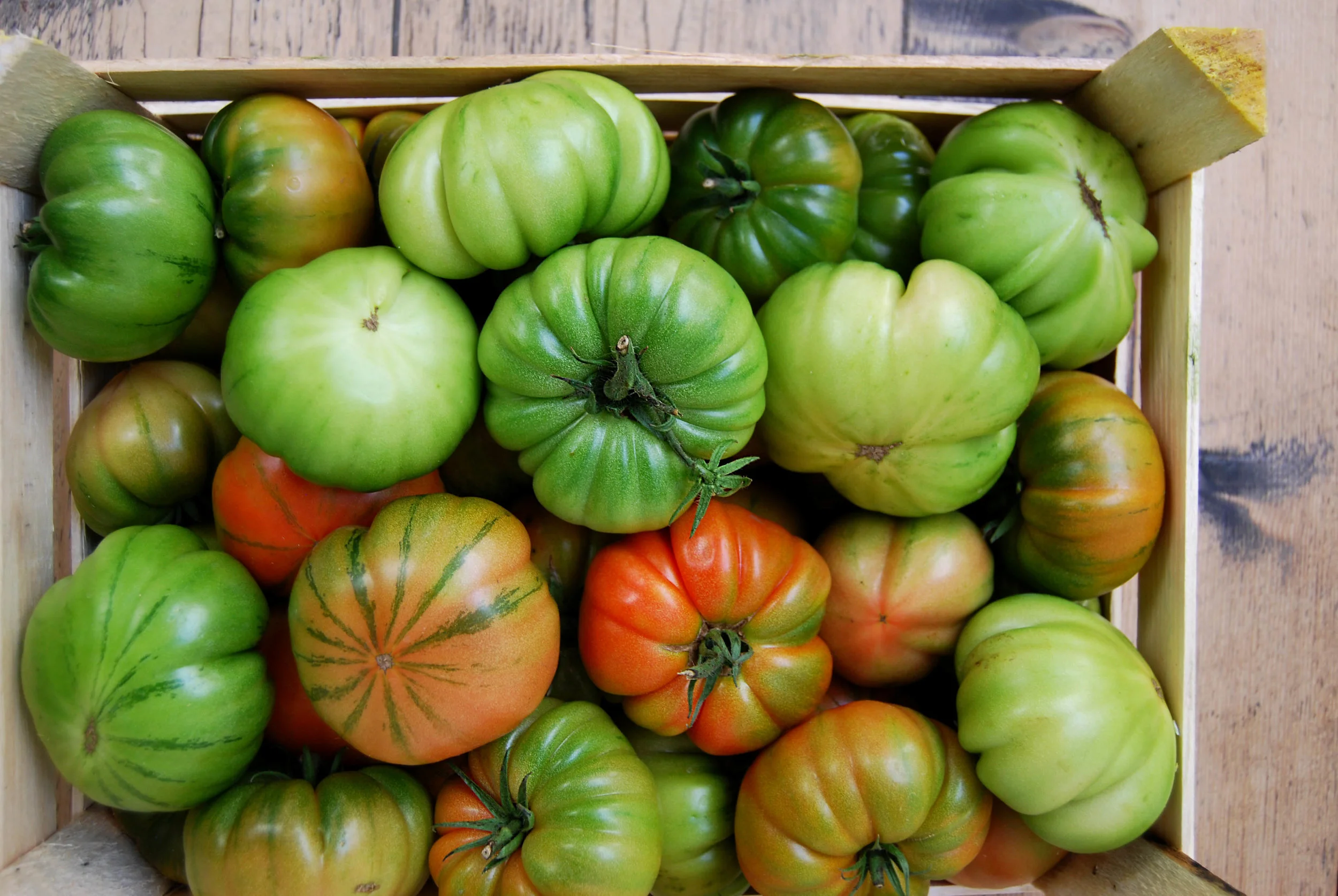 tomatoes - green costuluto web.jpg