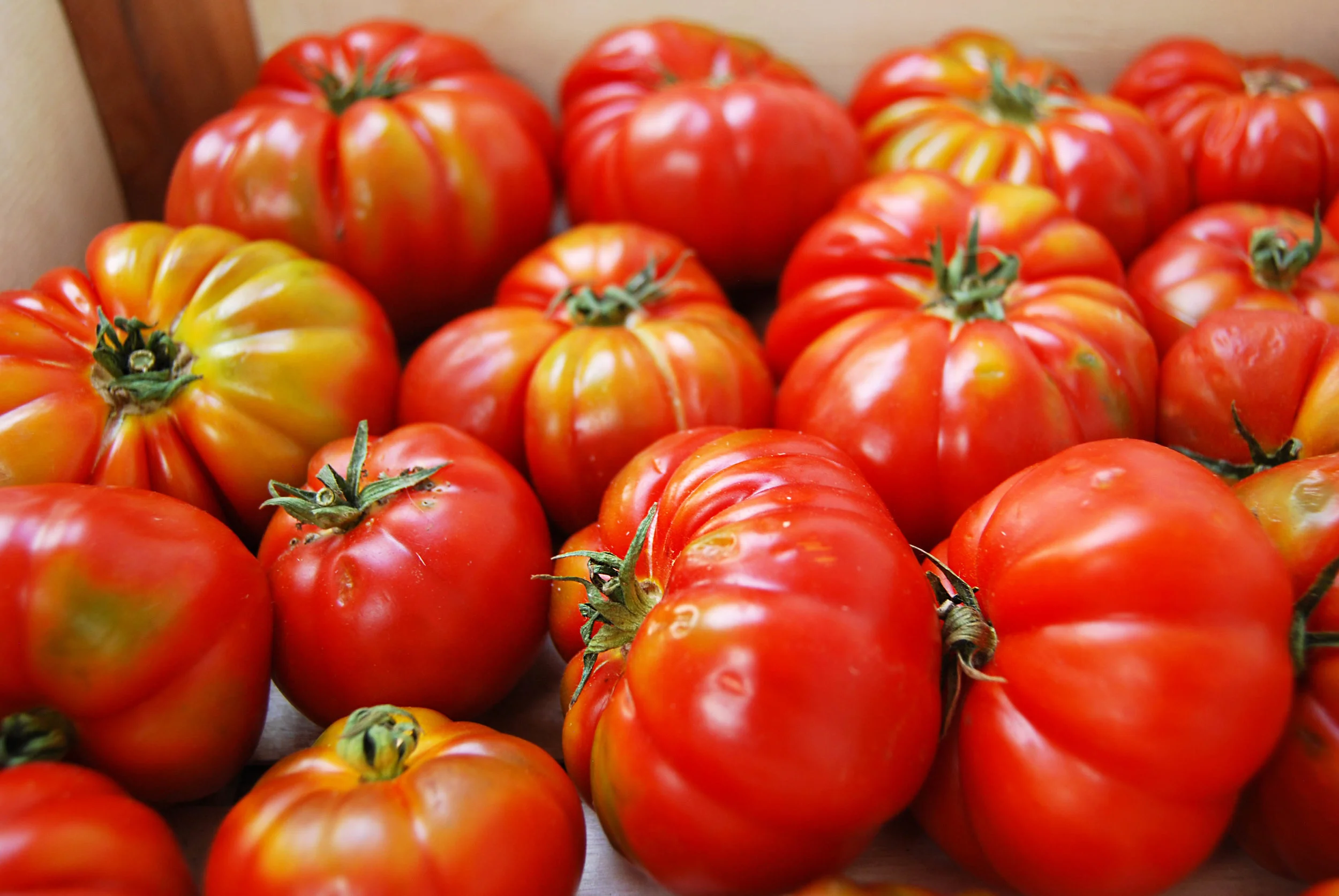 tomatoes - costuluto web.jpg