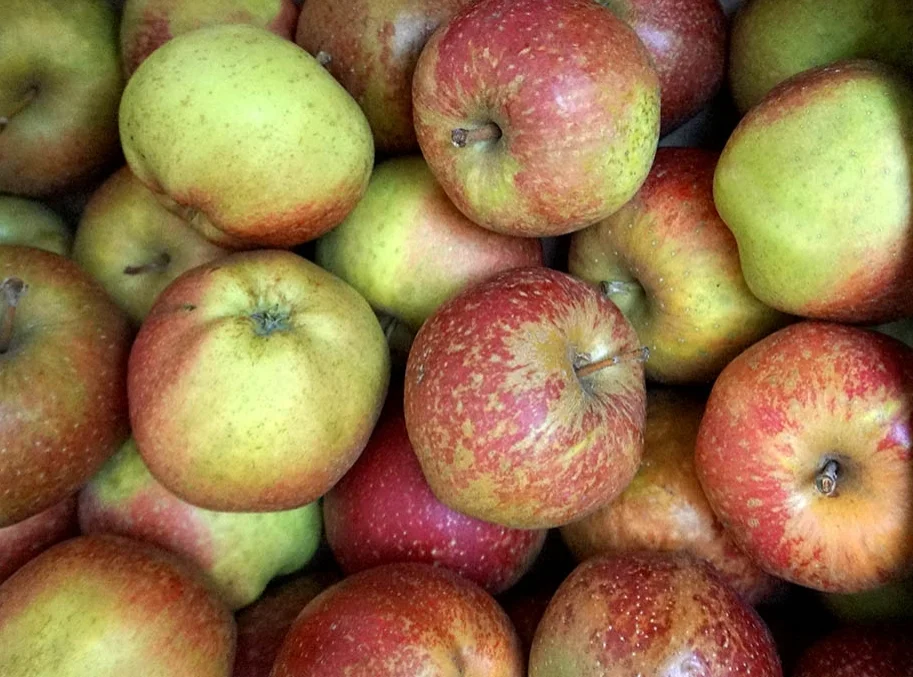 apples brogdale cornish aromatic web.jpg