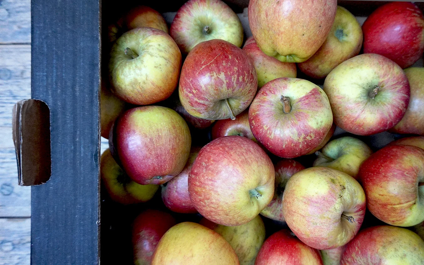 apples brogdale kidds orange red web.jpg