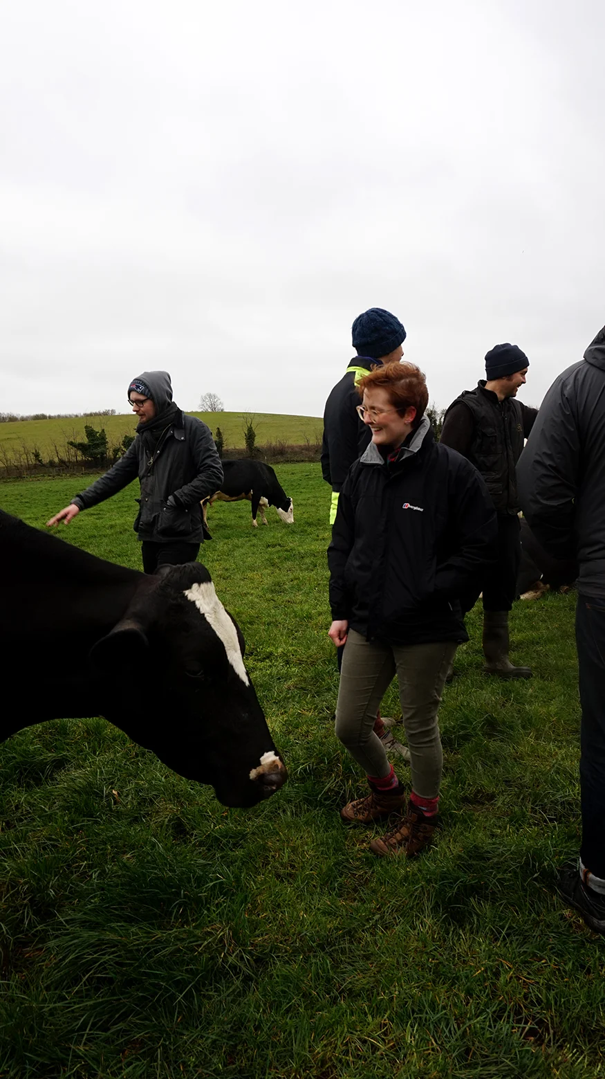 Field Visit Fen Farm Cows web.jpg