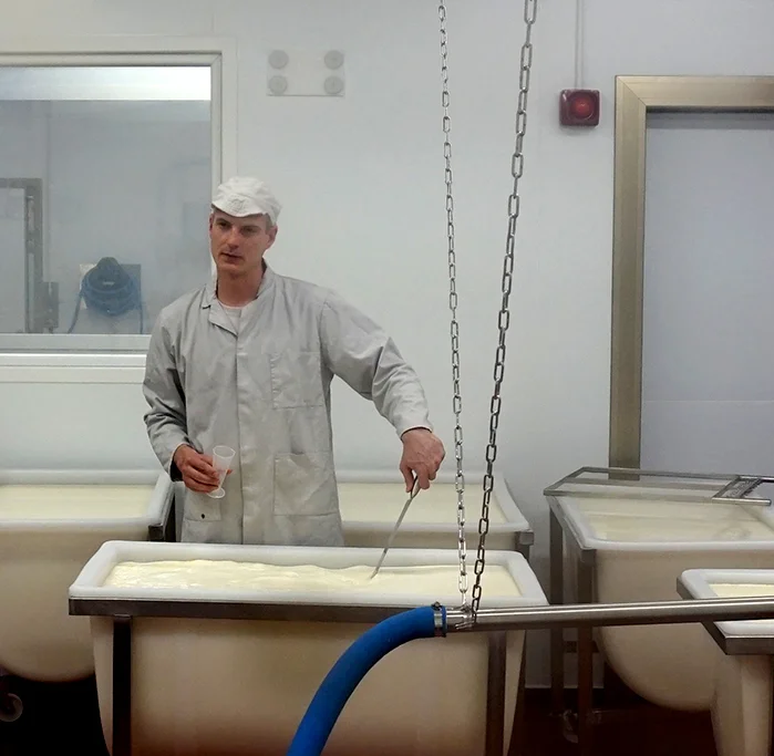 Adding rennet to the milk, creating curds