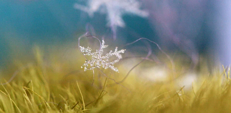 snøfnugg.jpg