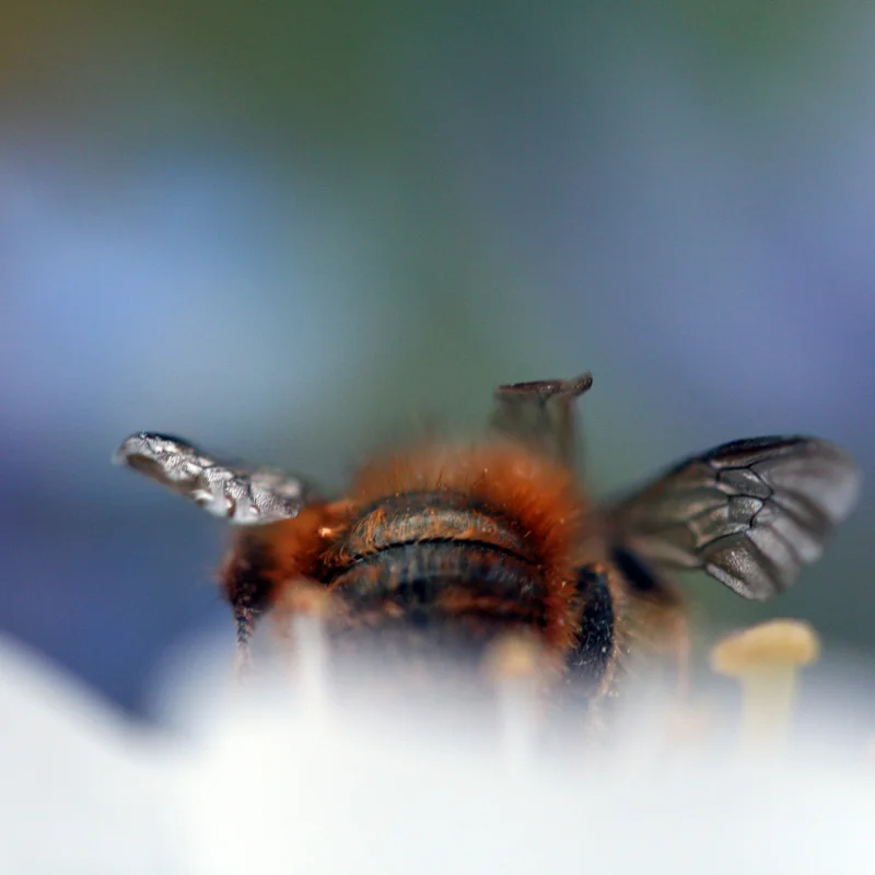 Photo: Birgitta Eva Hollander