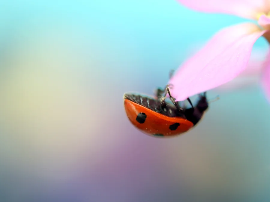 Photo: Birgitta Eva Hollander