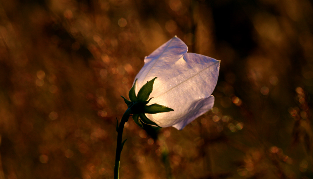 Photo: Birgitta Eva Hollander