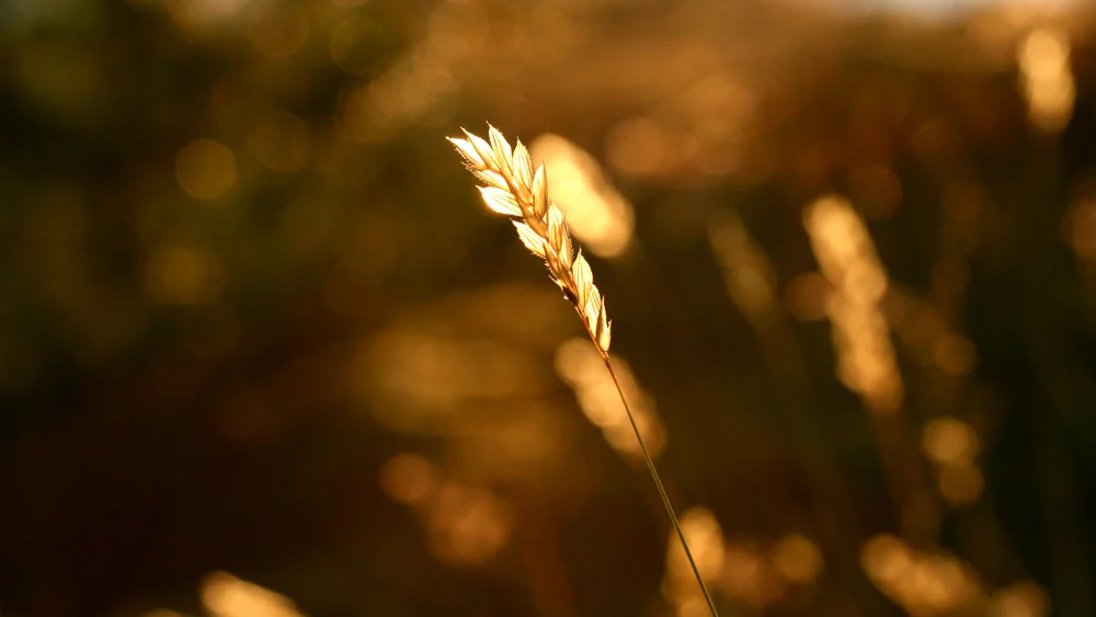 Photo: Birgitta Eva Hollander
