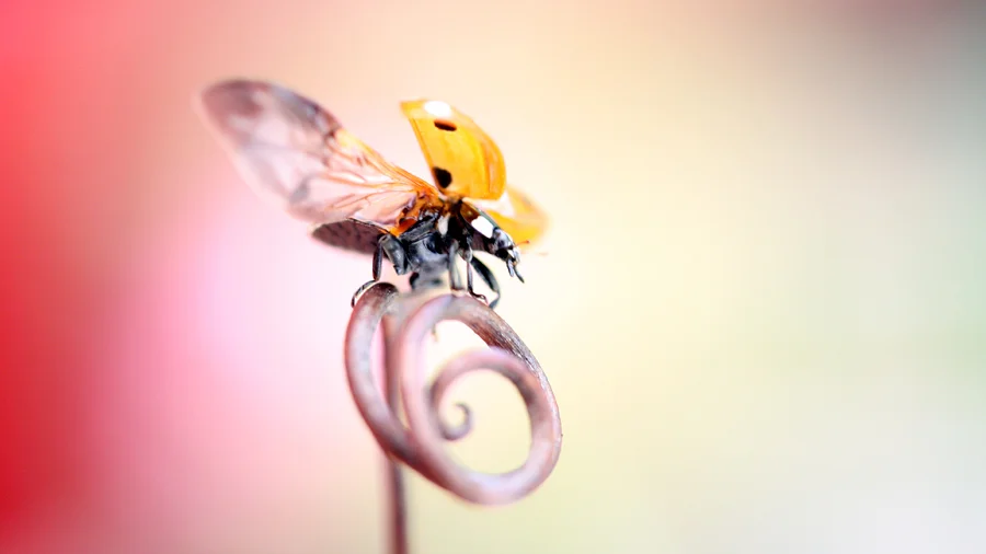 Photo: Birgitta Eva Hollander