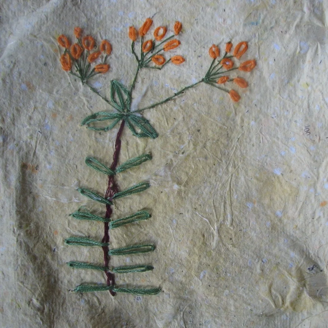 06 butterfly weed.jpg