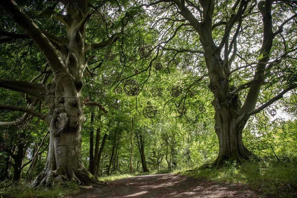 exhibition in wytham woods willow spheres 18.jpg