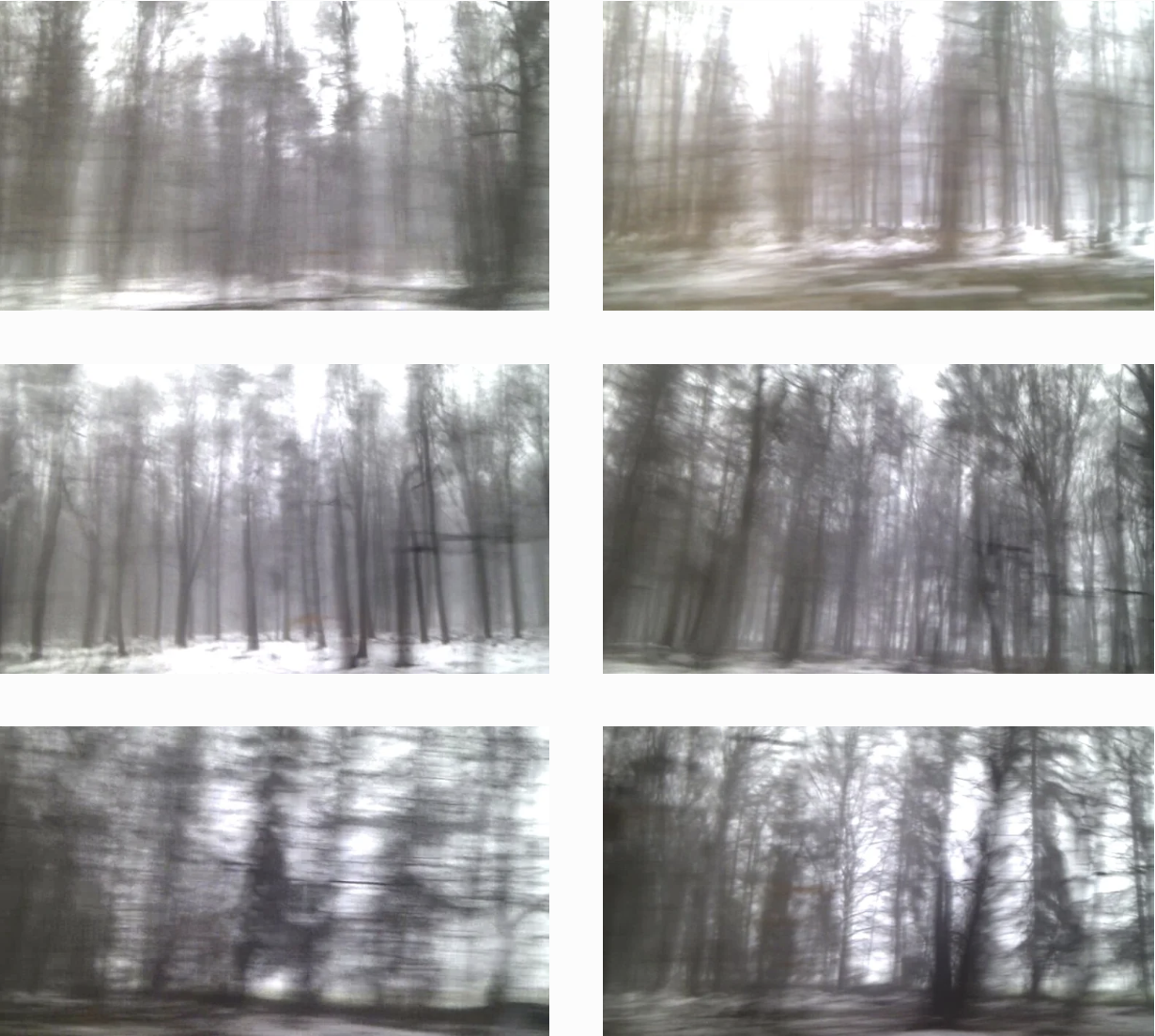forest stills.png