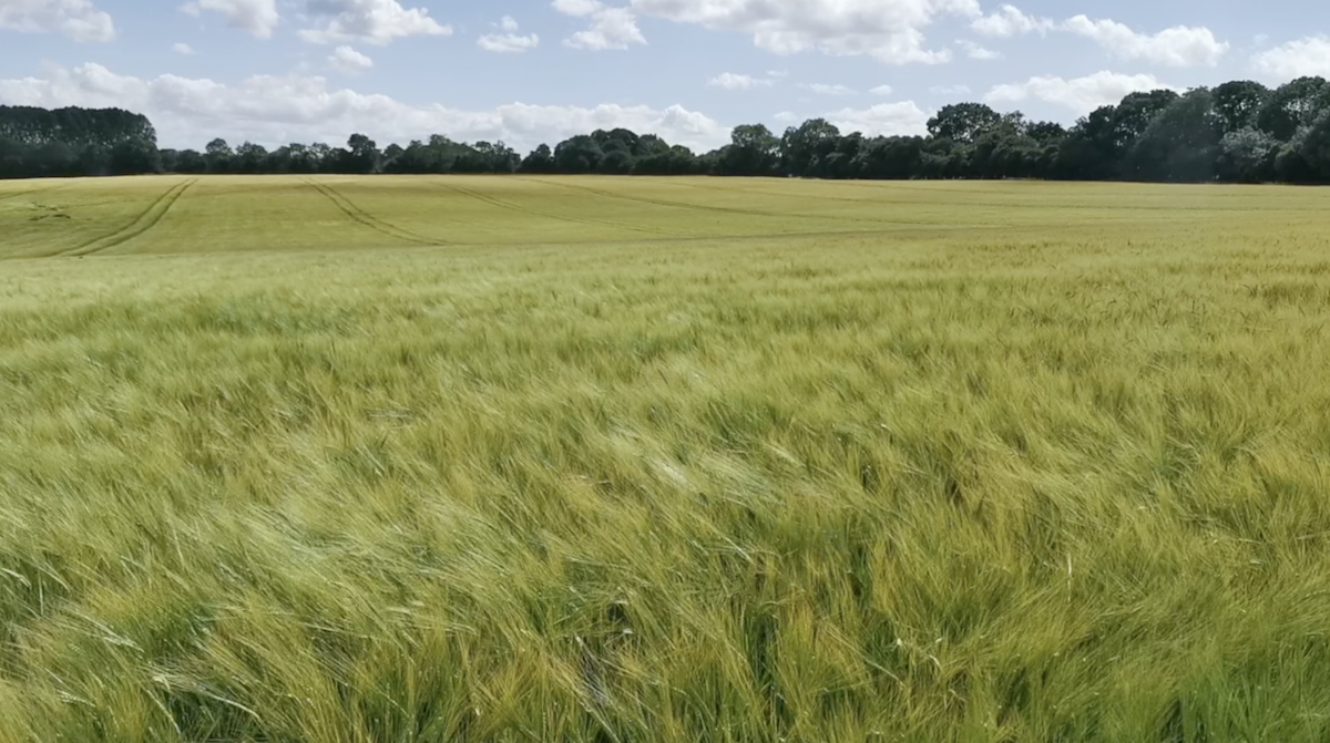 pause summer cover.png