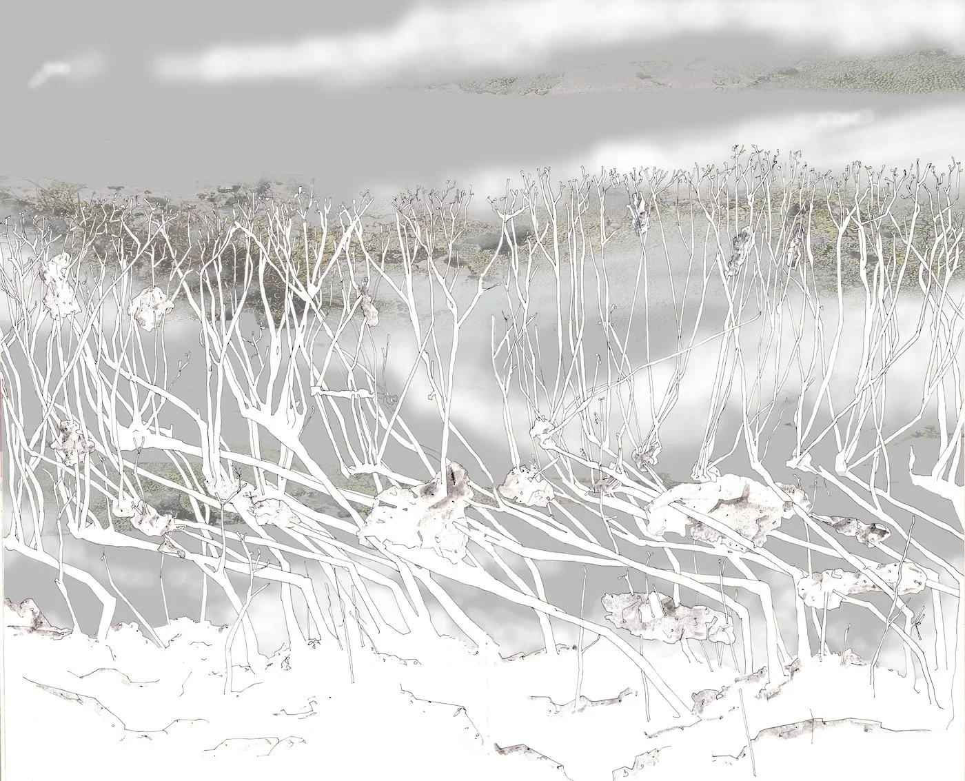 willow coppice artwork.jpg
