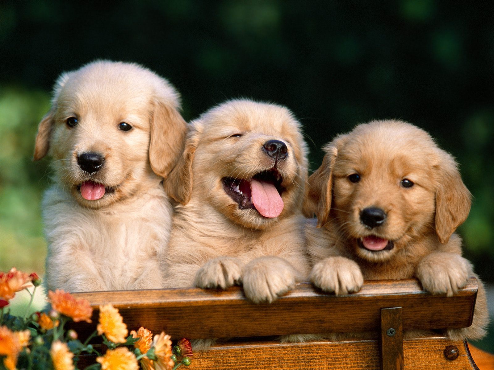 puppy3.jpg