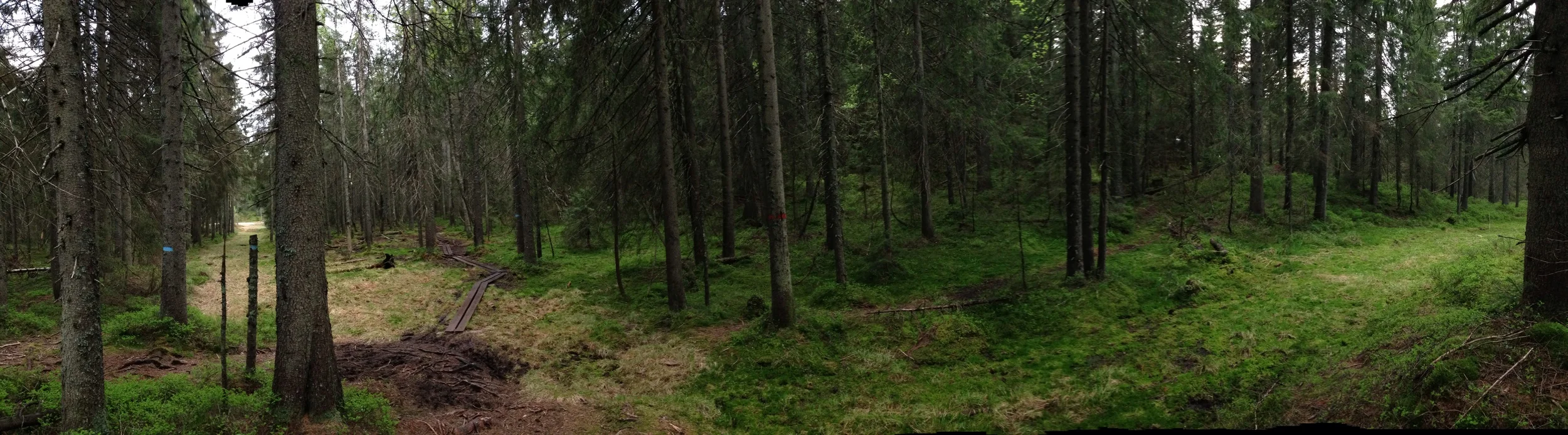 Ut i skogen, opp i trærne!