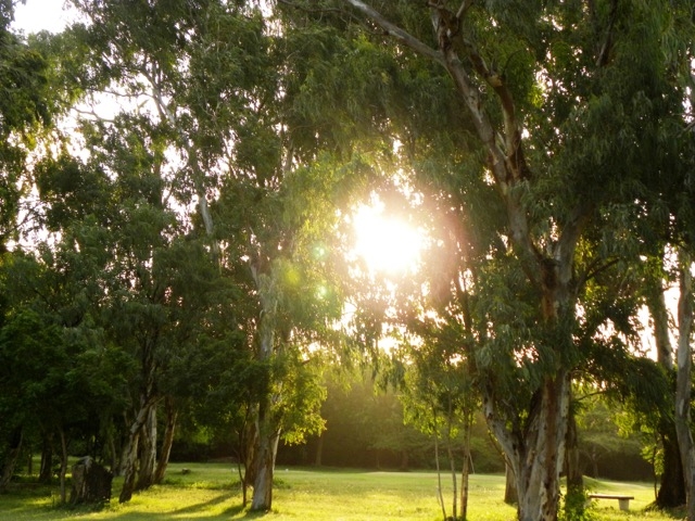 Dappled shade