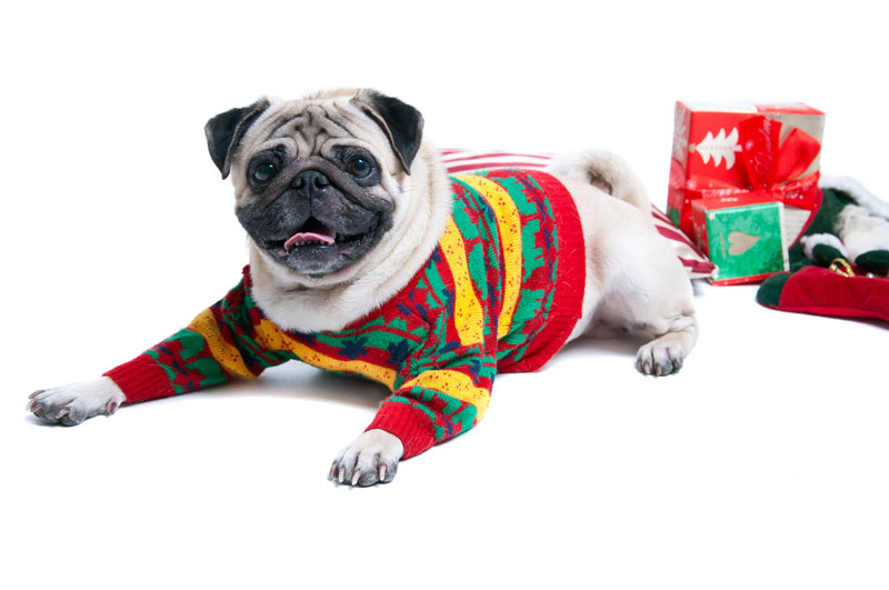 This Christmas Eve dig out your most embarrassing Christmas jumper from the back of your wardrobe, pop on your biggest smile and join us for our Embarrassing Christmas Jumper Party! The brighter the better - think tinsel, baubles and bells! (We're particularly fond of Christmas jumpers that have a magic secret button that makes the jumper sing/flash!) If you want to go all out you could even whack on a Santa/Elf hat or some Reindeer ears! We'd love it!