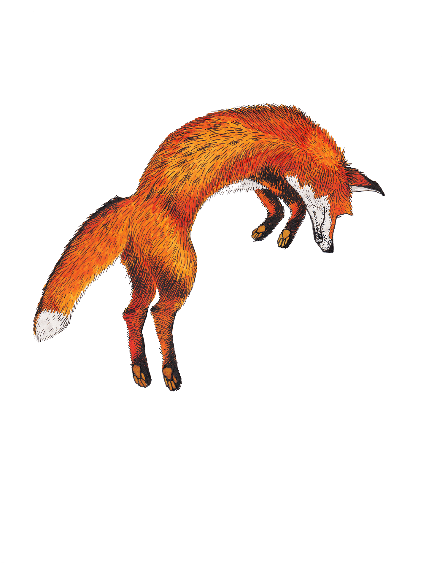 Fox Leap