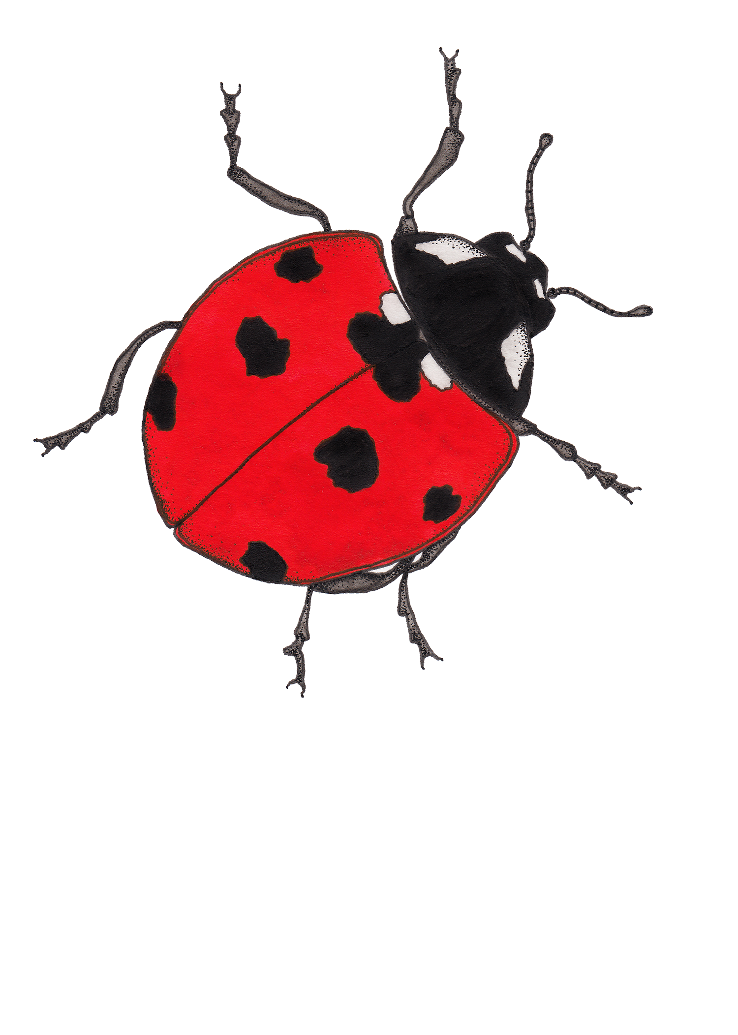 Ladybug