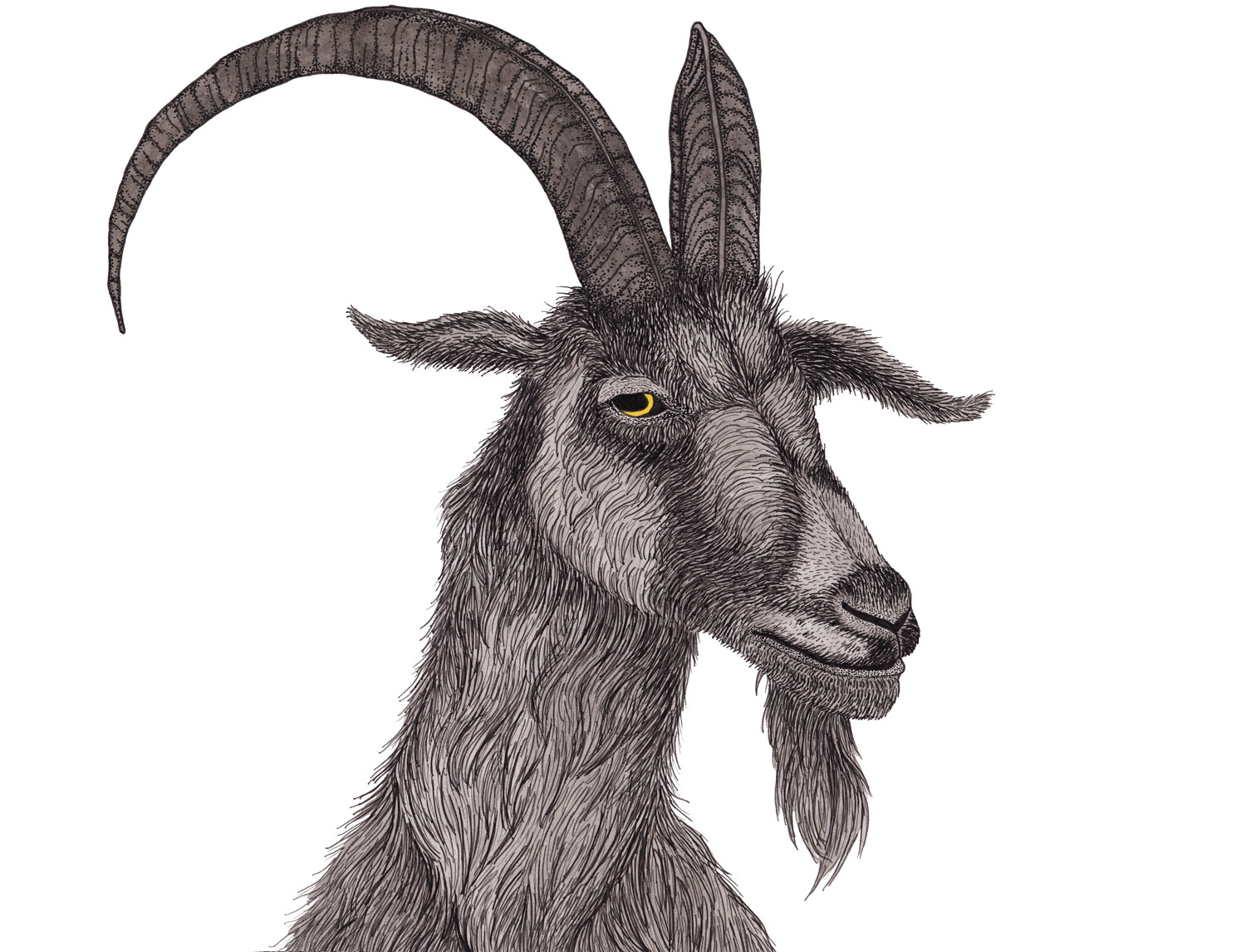 goat-black-phillip-illustration-matthew-woods.jpg