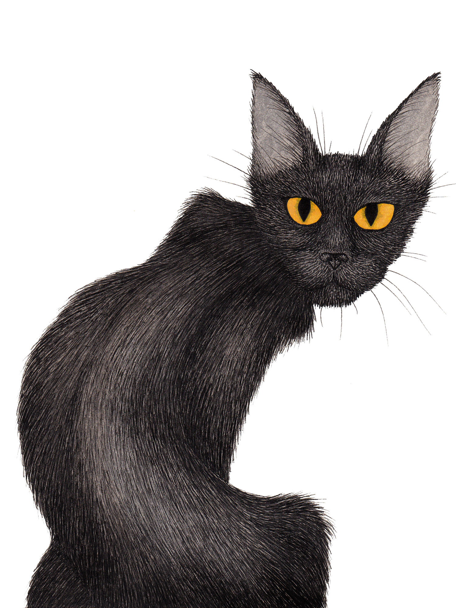 black-cat-yellow-eyes-illustration-matthew-woods.jpg