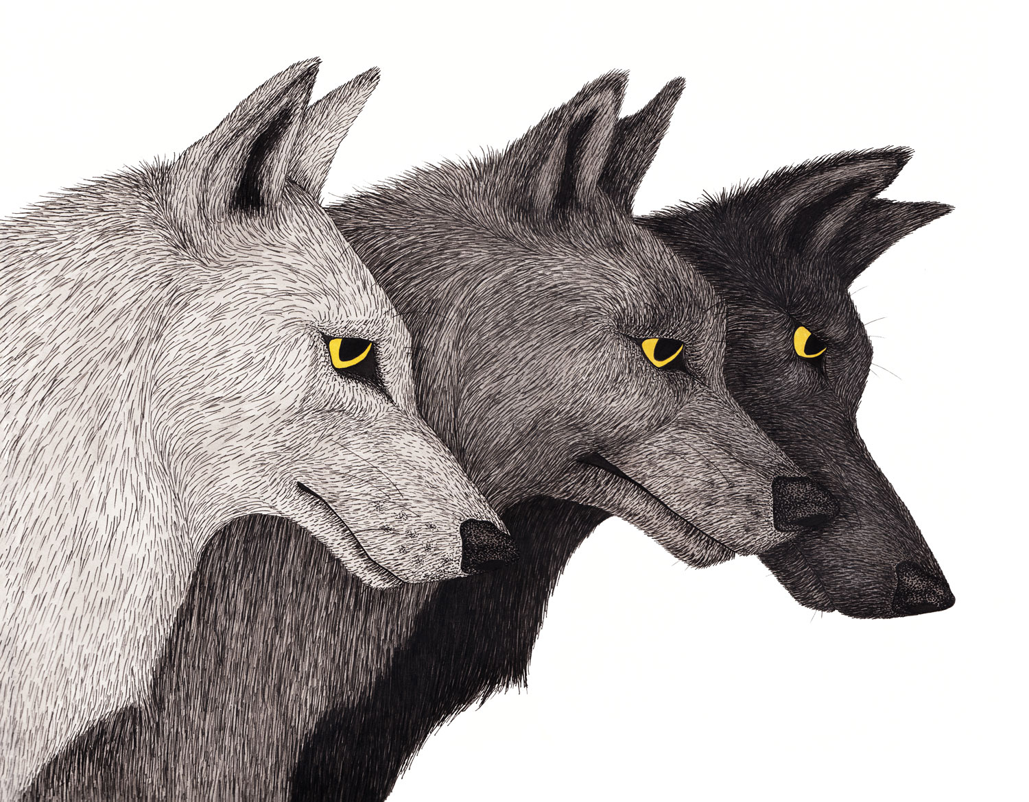 wolf-pack-grey-wolves-yellow-eyes-illustration-matthew-woods.jpg
