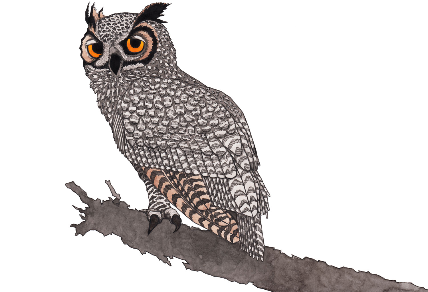 horned-owl-yellow-eyes-illustration-matthew-woods.jpg