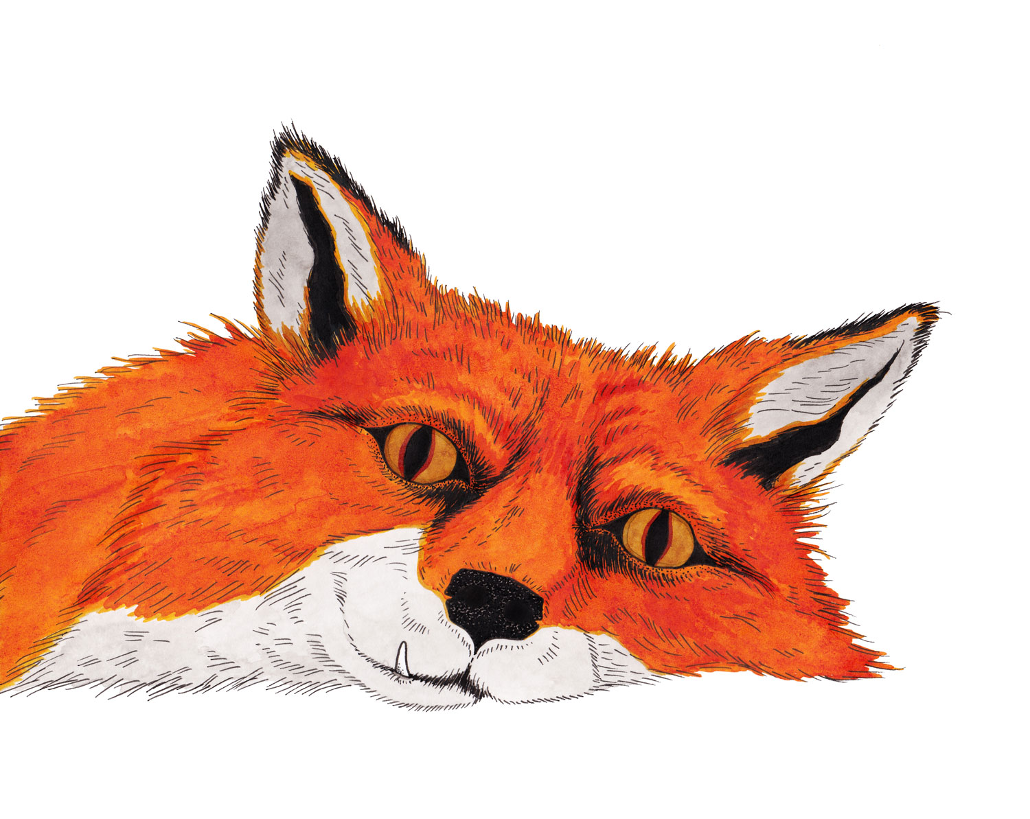 fox-nap-juniper-fang-illustration-matthew-woods.jpg