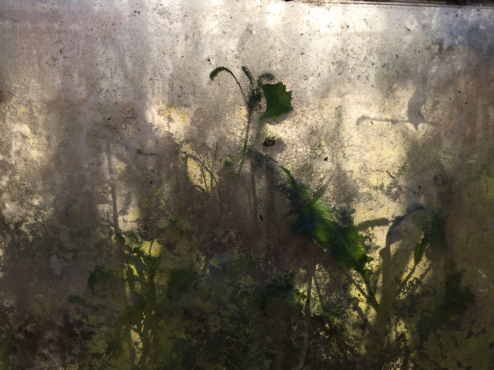 plantlife.jpg