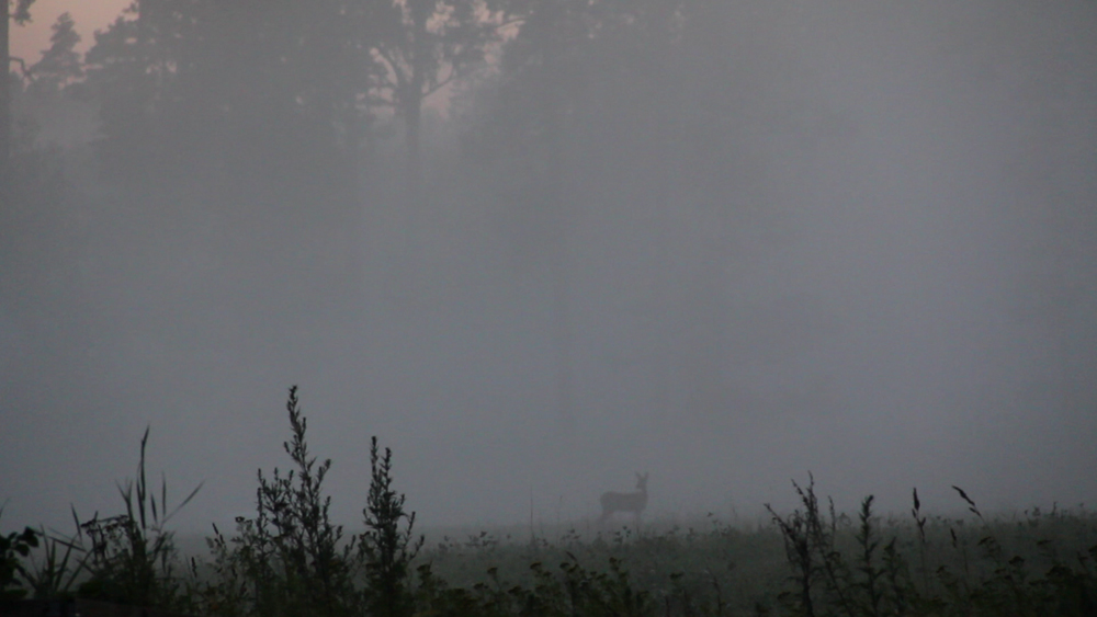 deer.jpg