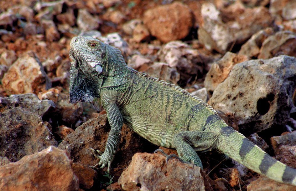 Iguana.jpg