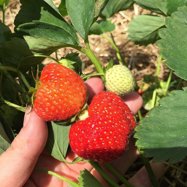 It's a great day for picking strawberries in the North Woods!! The Little Sir couldn't get enough!! #familyvacay #lakelife #vacayvibes